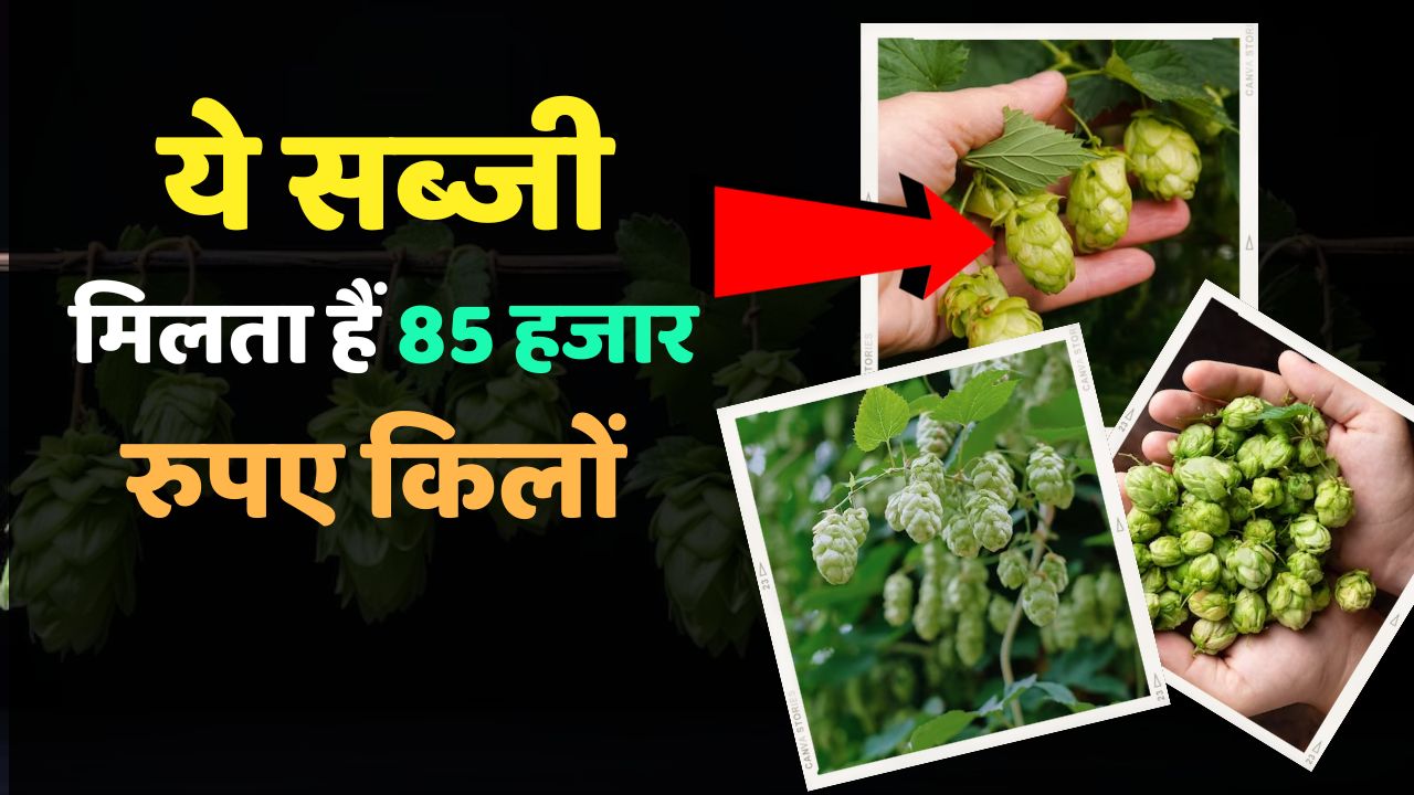 दुनिया की सबसे महंगी सब्जी,जिसकी 1 किलो की कीमत ₹85000,जानिए खासियत