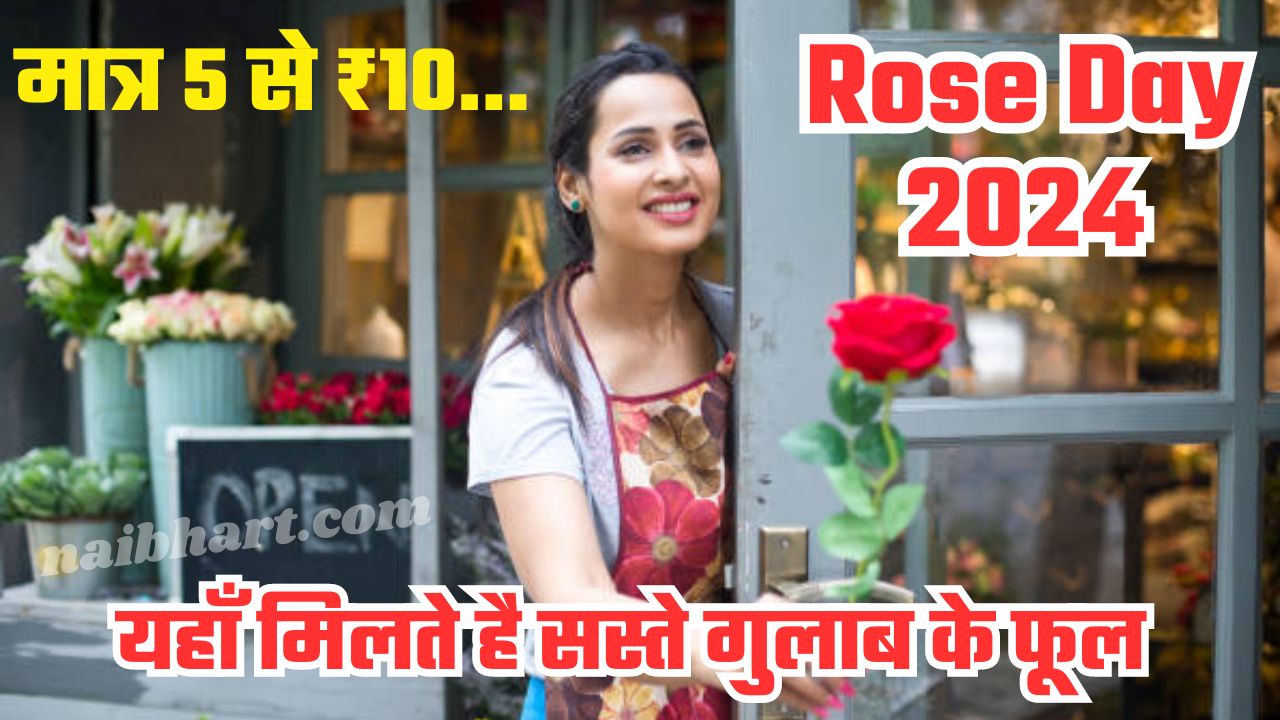 Rose Day 2024: यहाँ मिलते है सस्ते गुलाब के फूल, मात्र 5 से ₹10...